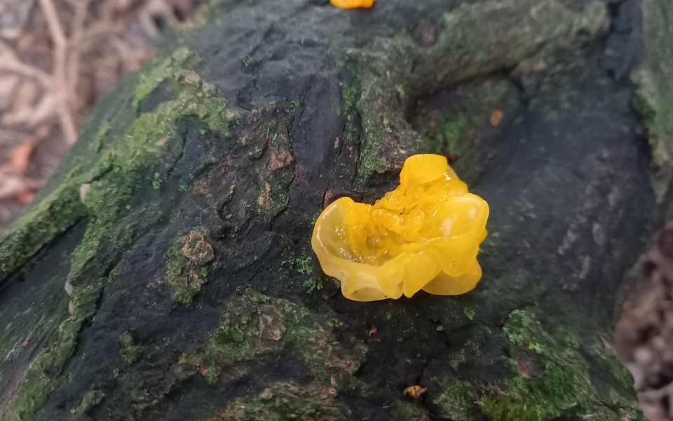 Witches butter fungus Wortley 20260124_115427